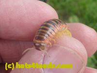 /home//u458753944/public_html/sourcegallery//////////////Insects and small critters/millipedes and centipedes/P1060959.JPG